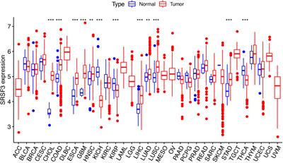 SRSF3 Expression Serves as a Potential Biomarker for Prognostic and Immune Response in Pan-Cancer